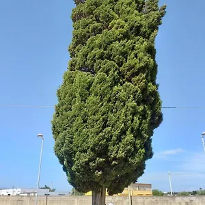L'albero Bed and breakfast Mazara del Vallo